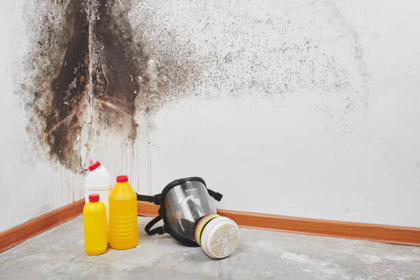 Best Mold Damage Repair  in Lake Linden, MI
