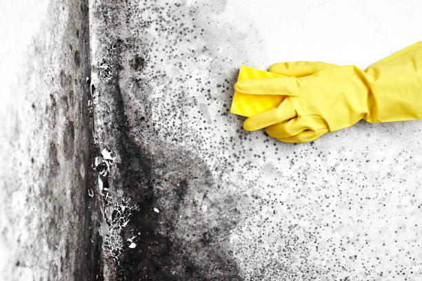 Best Commercial Mold Removal  in Lake Linden, MI