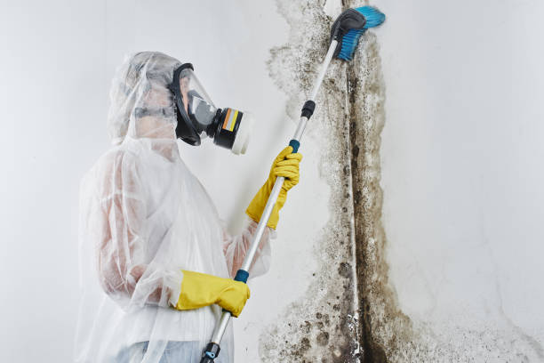 Professional Mold Removal in Lake Linden, MI