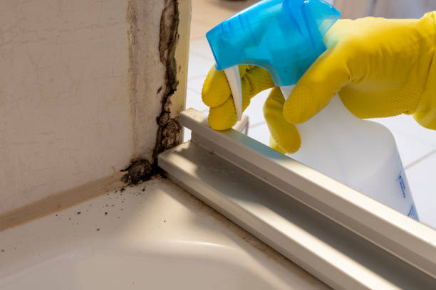 Best Local Mold Removal Service  in Lake Linden, MI