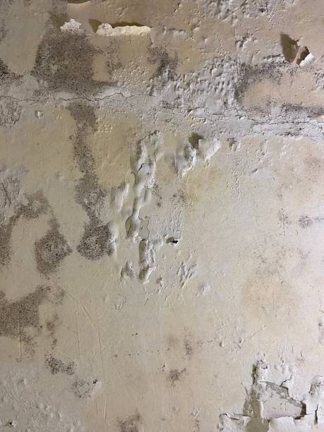 Best Toxic Mold Removal  in Lake Linden, MI