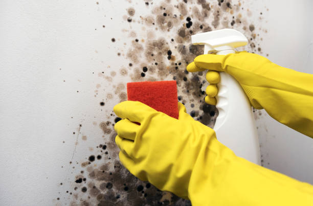 Best Attic Mold Removal  in Lake Linden, MI