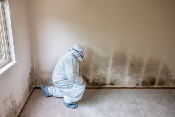 Mold Removal Process in Lake Linden, MI