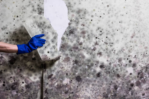 Best Mold Removal Company Near Me  in Lake Linden, MI